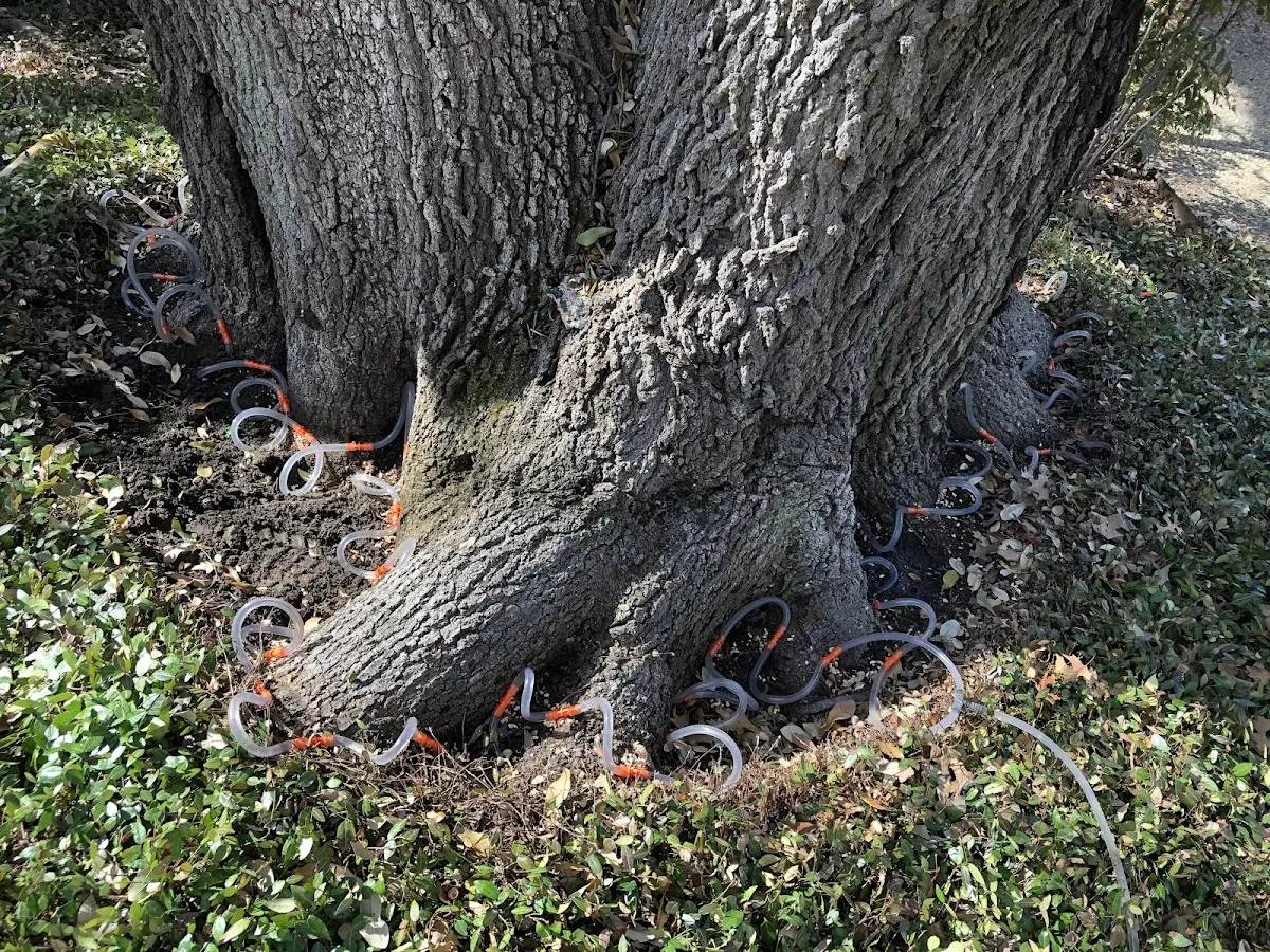 Detailed Tree Cabling and Bracing job site in Gardners