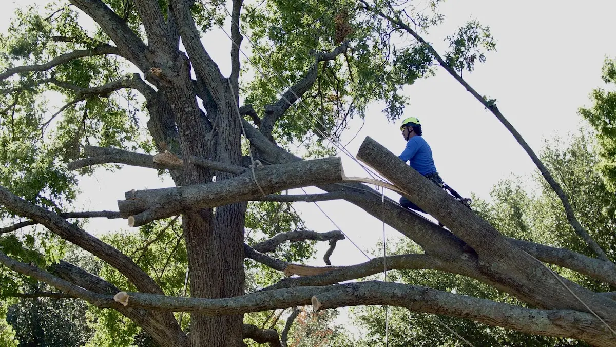 Professional Hazardous Tree Removal performed by certified arborists in Gardners